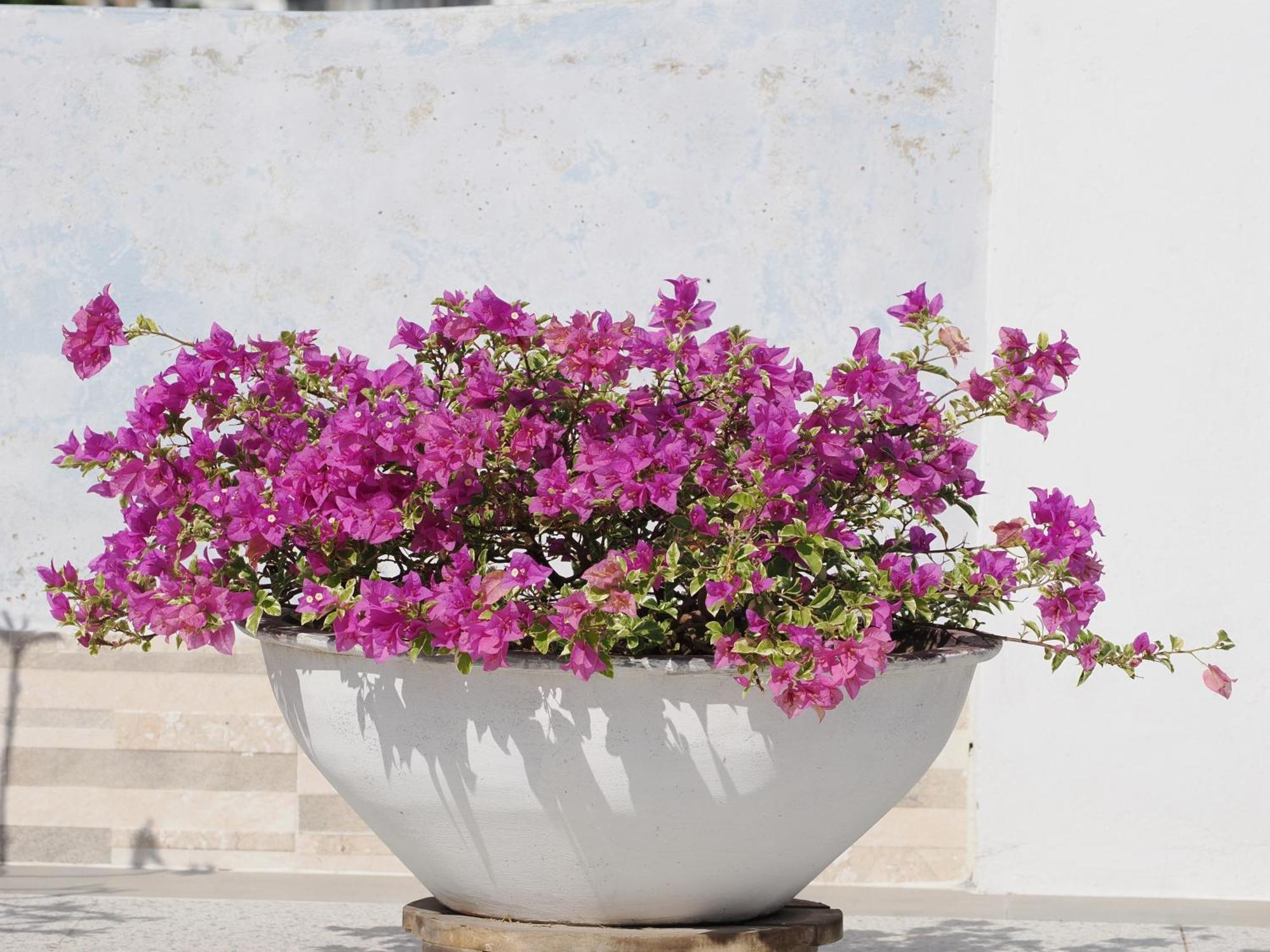 Hotel Casa Cytia Cartagena Eksteriør billede